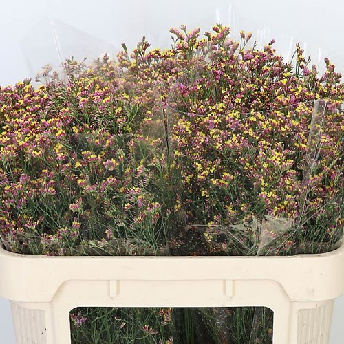 LIMONIUM CHINA RED