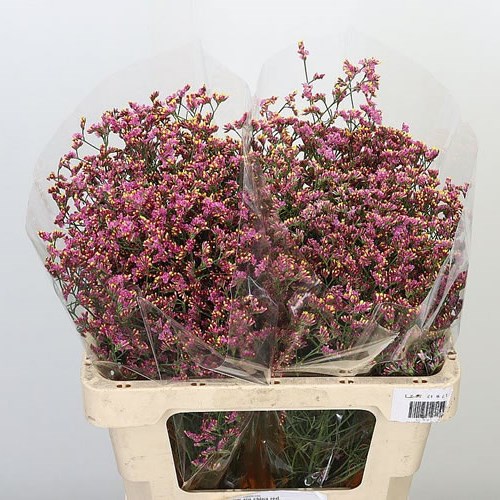 LIMONIUM CHINA RED