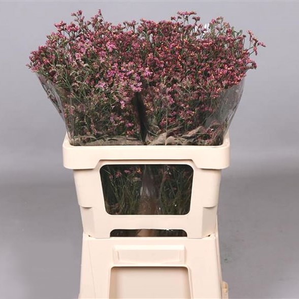 LIMONIUM CHINA RED