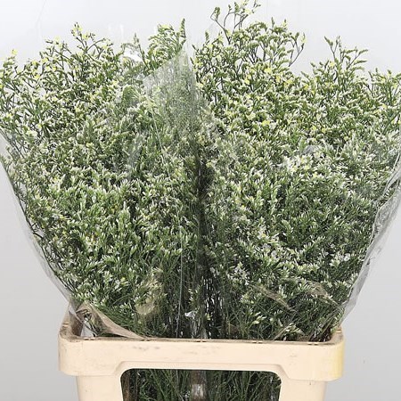 LIMONIUM CHINA WHITE