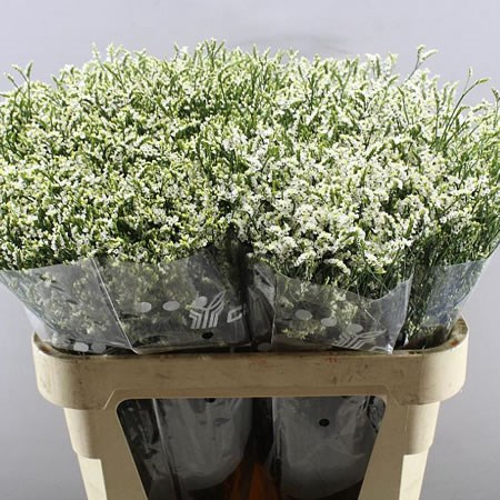 LIMONIUM COOL DIAMOND