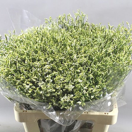 LIMONIUM COOL DIAMOND
