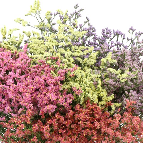LIMONIUM DIAMOND MIX