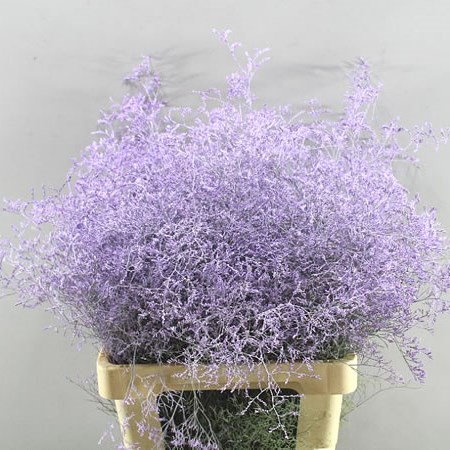 LIMONIUM DYED LAVENDER