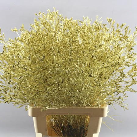 LIMONIUM DYED GOLD