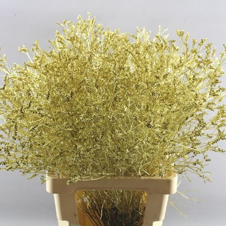 LIMONIUM DYED GOLD