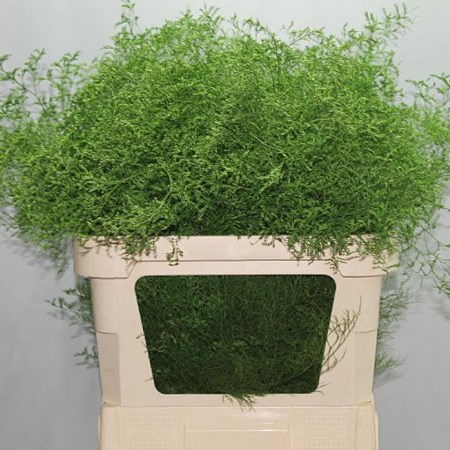 LIMONIUM DYED GREEN