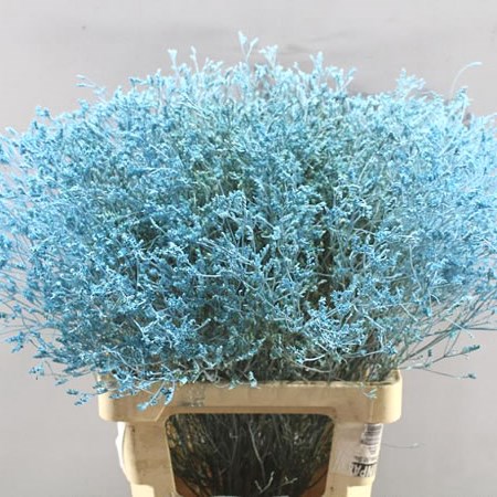 LIMONIUM DYED LIGHT BLUE