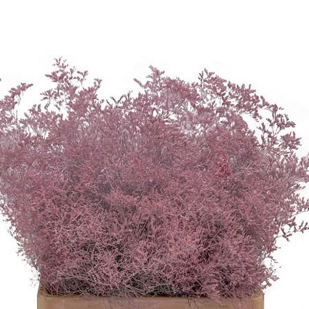 LIMONIUM DYED LIGHT PINK