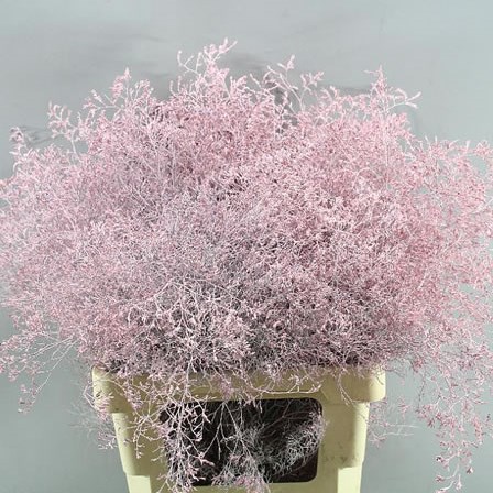 LIMONIUM DYED LIGHT PINK