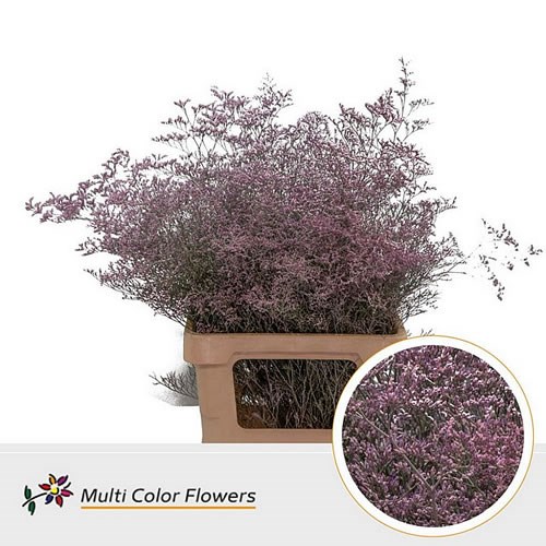 LIMONIUM DYED PINK