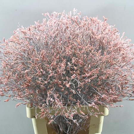 LIMONIUM DYED PINK