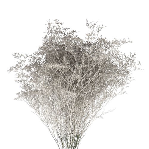 LIMONIUM DYED PLATINUM