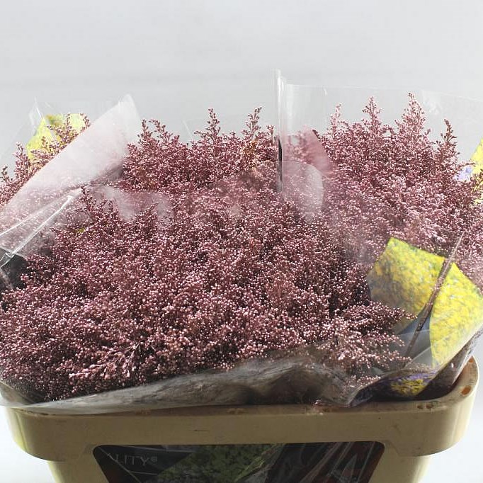 LIMONIUM DYED ROSE GOLD