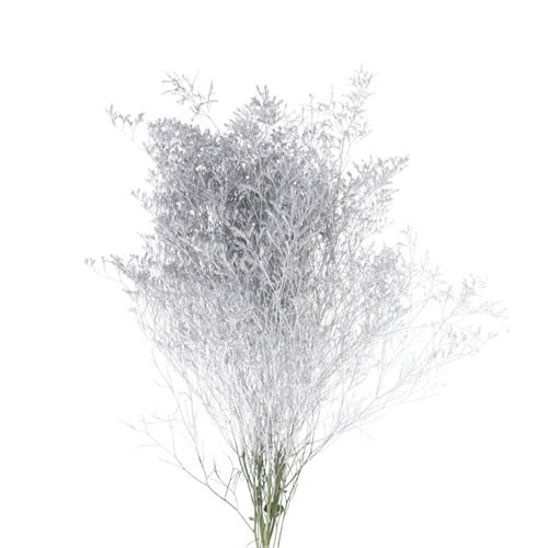 LIMONIUM DYED SILVER