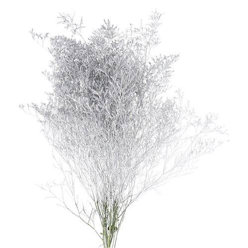 Limonium dyed Silver
