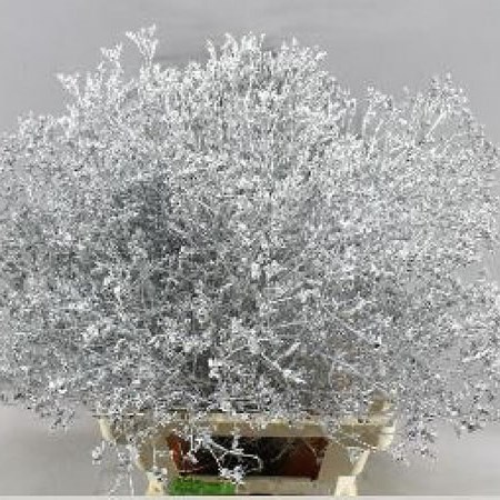 LIMONIUM DYED SILVER + GLITTER