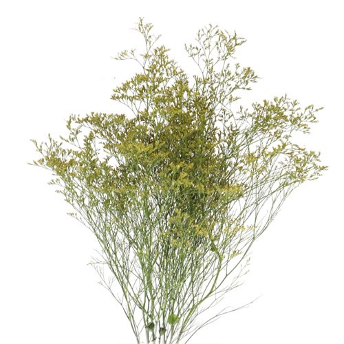 LIMONIUM DYED YELLOW