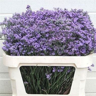 LIMONIUM MAINE BLUE