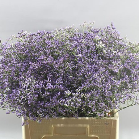 limonium maine