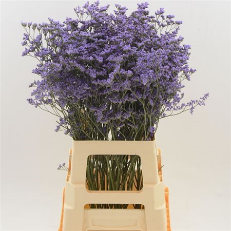 LIMONIUM MAINE BLUE