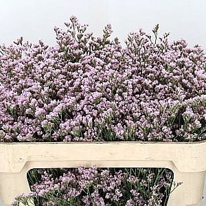 LIMONIUM MR SILVER PINK