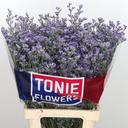 LIMONIUM OHIO BLUE