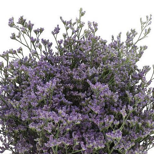 LIMONIUM OHIO BLUE