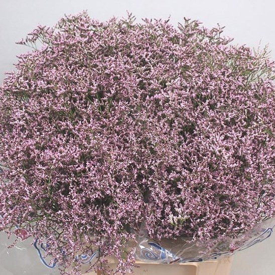 LIMONIUM PINK EMILLE