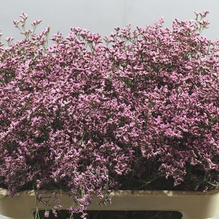 LIMONIUM PIUMA PINK TOUCH