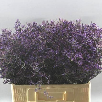 LIMONIUM SAFORA BLUE