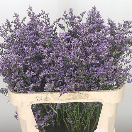 LIMONIUM SAFORA BLUE