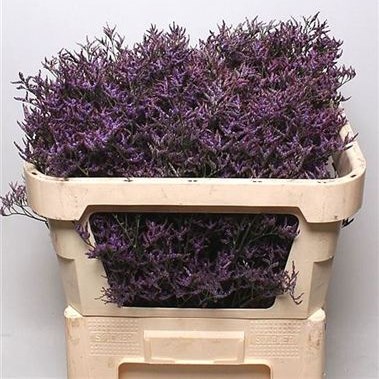 LIMONIUM SAFORA DARK BLUE
