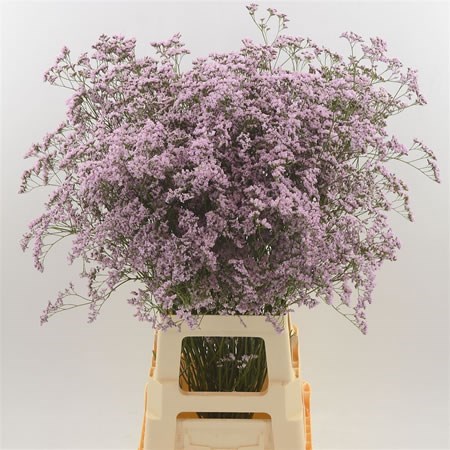 LIMONIUM SAFORA OSHI PINK