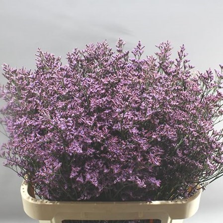 LIMONIUM SAFORA PINK SKY