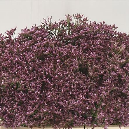 LIMONIUM SAFORA PINK WHISPER