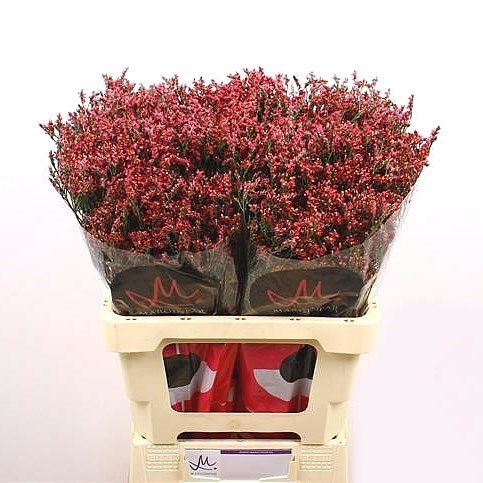 LIMONIUM SCAR DIAMOND