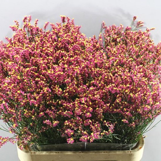 LIMONIUM SCARLET DIAMOND