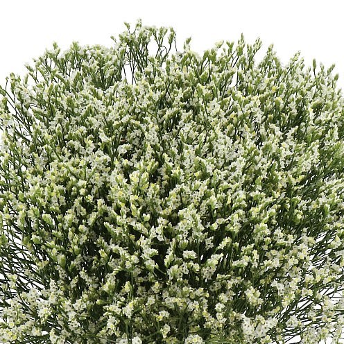 LIMONIUM SENSI PINA COLADA