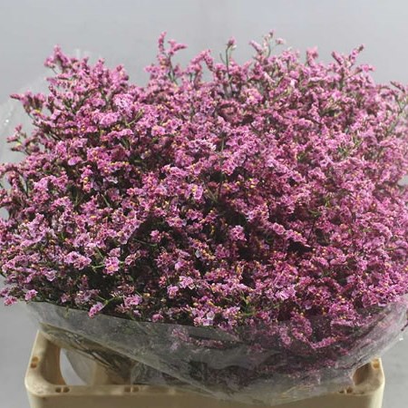 LIMONIUM SENSY DARK PINK