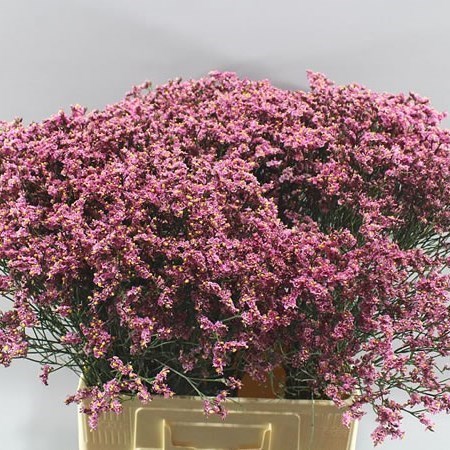 LIMONIUM SENSY PINK BEAUTY