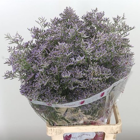 LIMONIUM SKYLIGHT