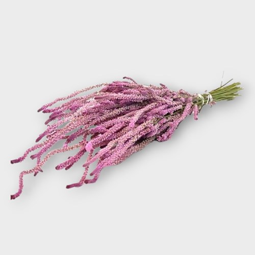 LIMONIUM SUWOROWII (DRIED) 60cm | Wholesale Dried Flowers UK ...