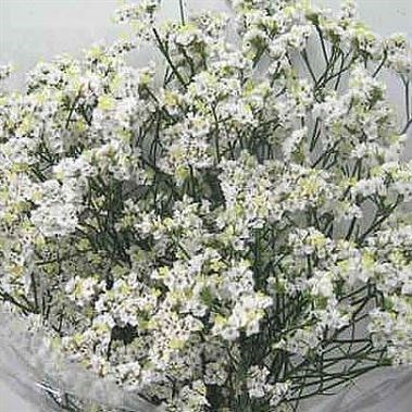 LIMONIUM WHITE DIAMOND