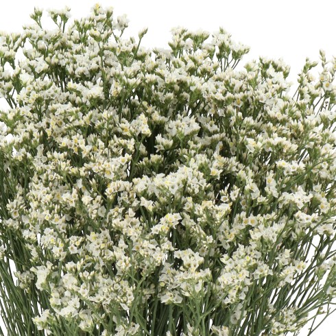 LIMONIUM WHITE LACE