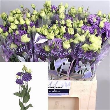 EUSTOMA LISIANTHUS DBL. ALISSA BLUE
