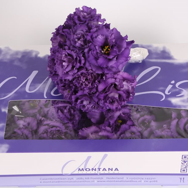 EUSTOMA LISIANTHUS MINI ALISSA BLUE