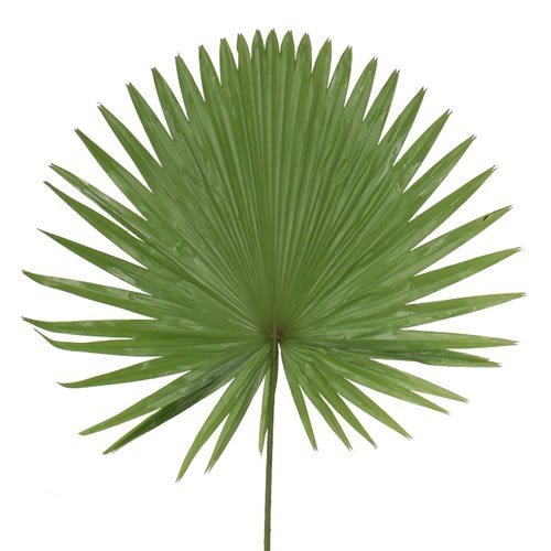LIVISTONA ROTUNDIFOLIA
