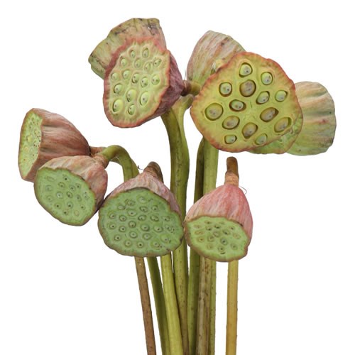 LOTUS SEED HEADS (NELUMBO RED SKIN)