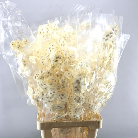 LUNARIA ANN PRESERVED & BLEACHED